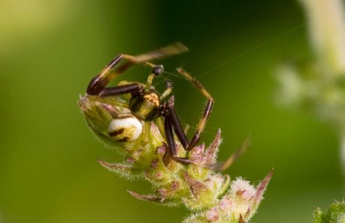 Misumena vatia