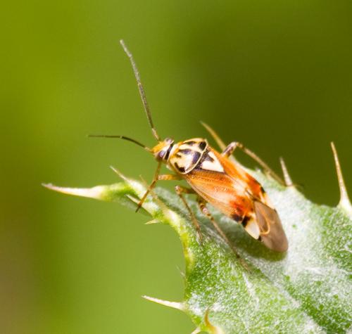 Lygus sp.