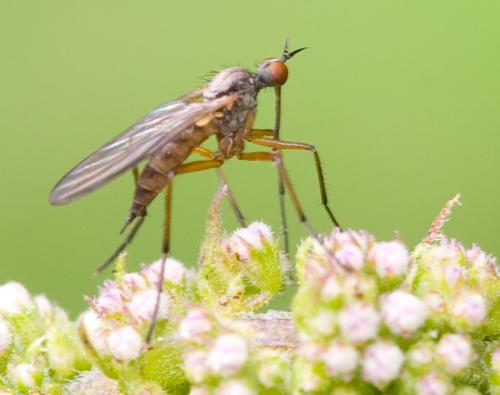 Réf. 36 598 : Rhamphomyia variabilis