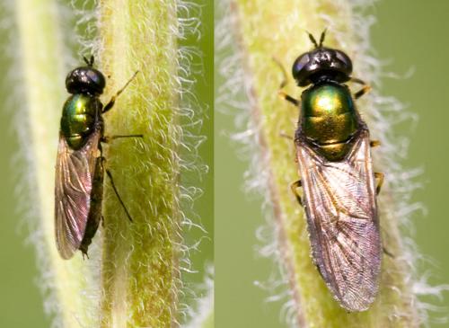 Chloromyia formosa