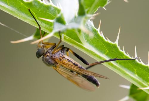 Rhagio sp.