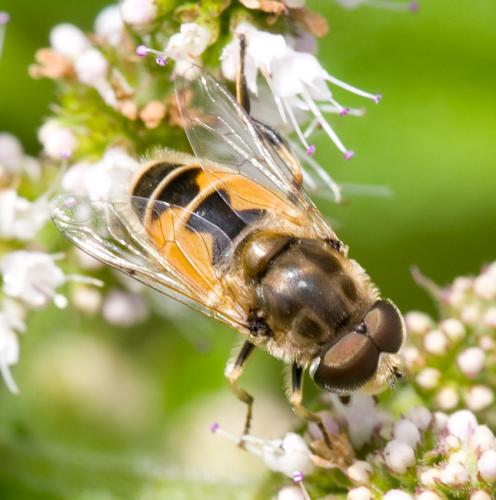 Eristalis arbustorum