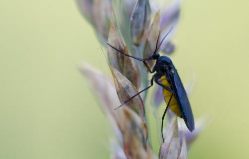 Sciara sp.