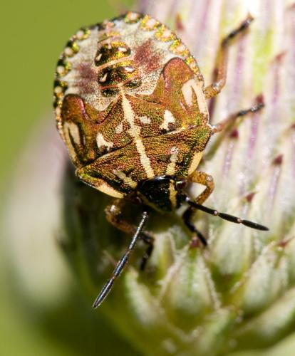 Réf. 36 357 : Carpocoris sp.