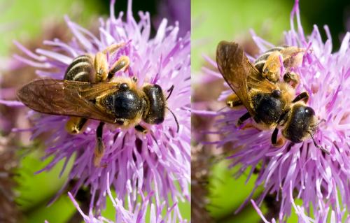 Réf. 36 360 : Halictus sp.