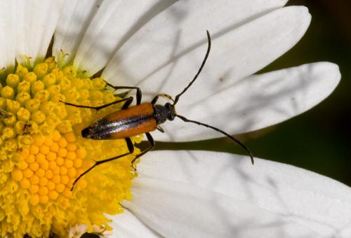 Réf. 36 410 : Stenurella melanura