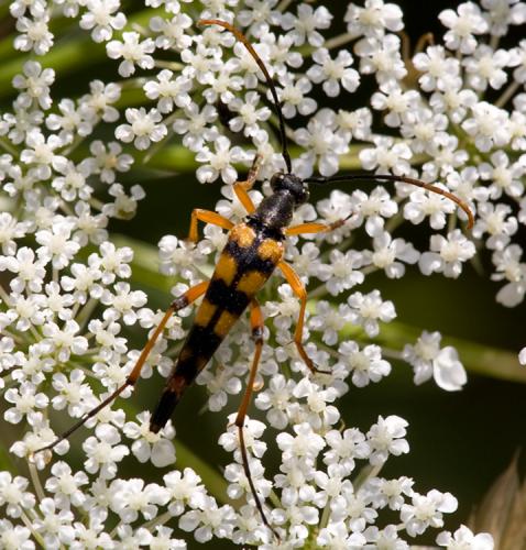Strangalia attenuata