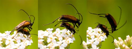 Réf. 36 445 : Stenurella melanura