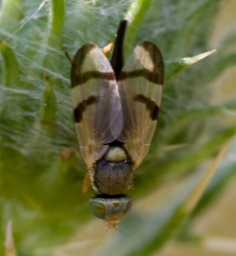 Réf. 36 446 : Urophora stylata