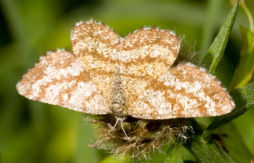 Réf. 36 509 : Ematurga atomaria