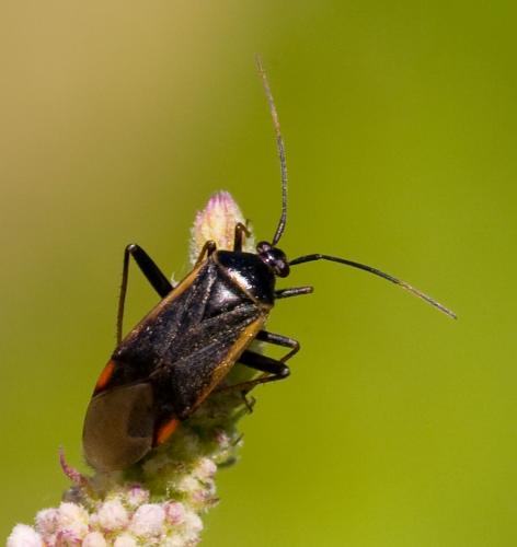 Réf. 36 480 : Adelphocoris seticornis