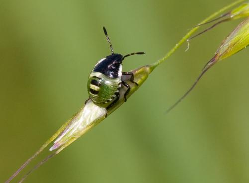 Palomena prasina