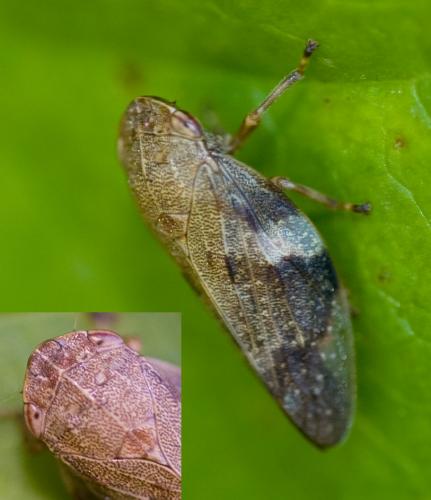 Aphrophora alni
