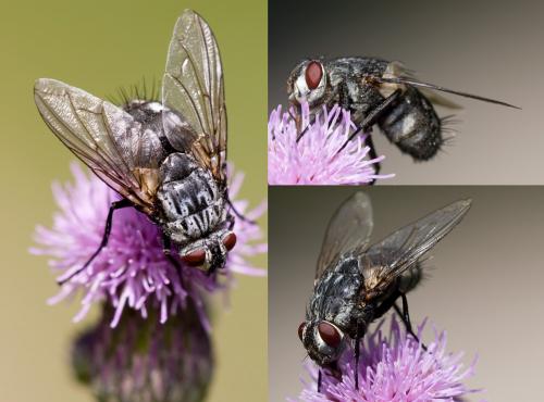 Dinera ferina