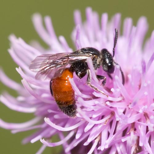 Sphecodes sp.