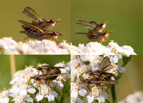 Limnia unguicornis