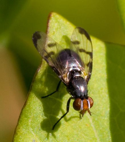 Herina nigrina
