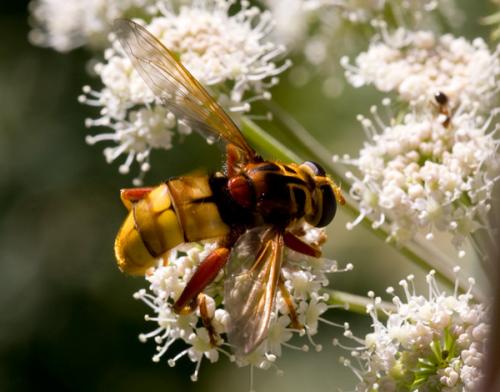 Réf. 36 318 : Milesia crabroniformis