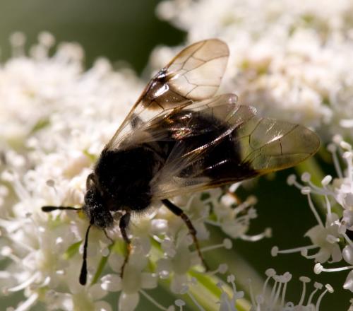 Abia fasciata
