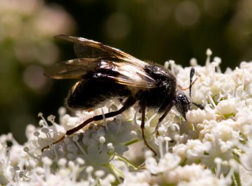 Abia fasciata