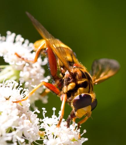 Réf. 36 628 : Milesia crabroniformis