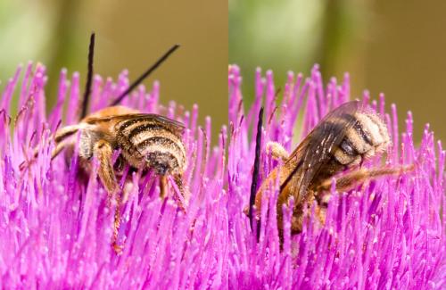 Réf. 36 645 : Tetraloniella sp.