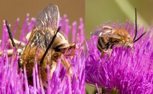 Réf. 36 646 : Tetraloniella sp.