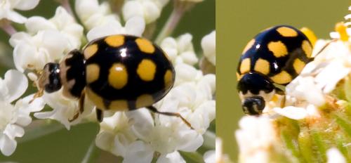 Réf. 36 648 : Coccinula quatuordecimpustulata