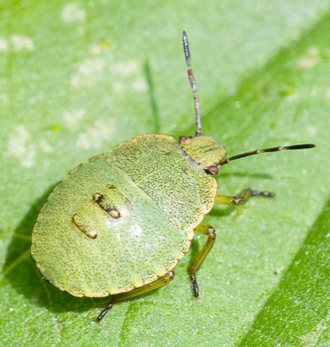 Palomena prasina