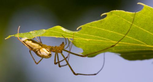 Tetragnatha sp.