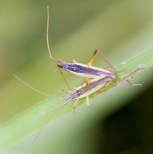 Réf. 36 917 : Notostira sp.
