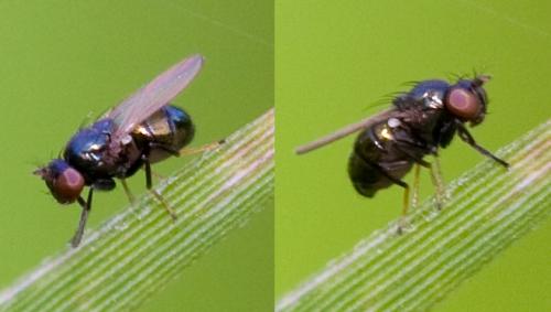 Psilopa sp.