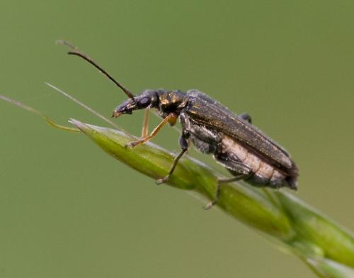 Oedemera flavipes