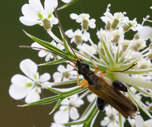 Oedemera podagrariae