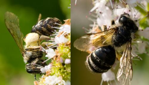 Andrena flavipes