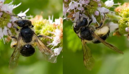 Andrena flavipes