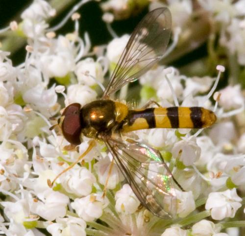 Réf. 36 872 : Meliscaeva cinctella