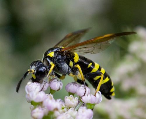 Tenthredo sp.