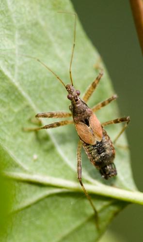 Himacerus apterus