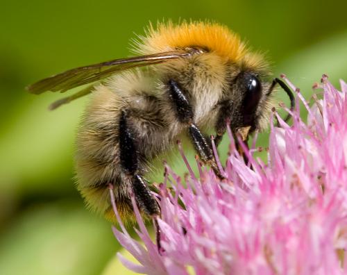 Bombus pascuorum
