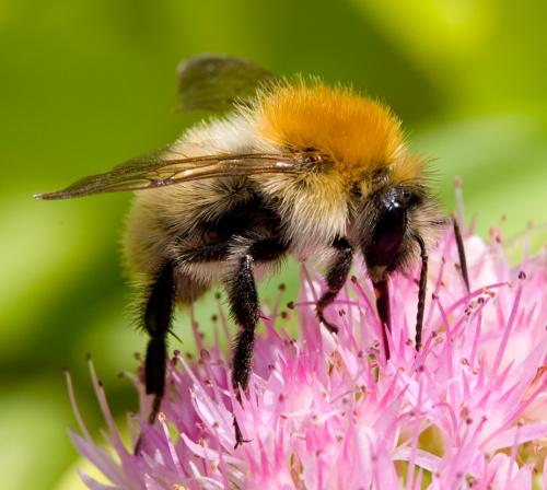 Bombus pascuorum