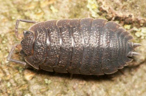 Porcellio scaber