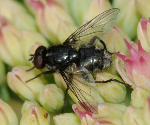 Réf. 36 490 : Morellia aenescens
