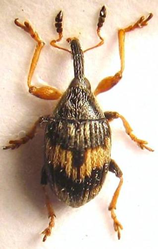 Réf. 36 547 : Nanophyes marmoratus