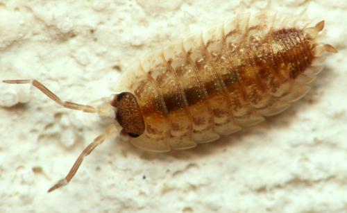 Réf. 36 497 : Porcellio spinicornis