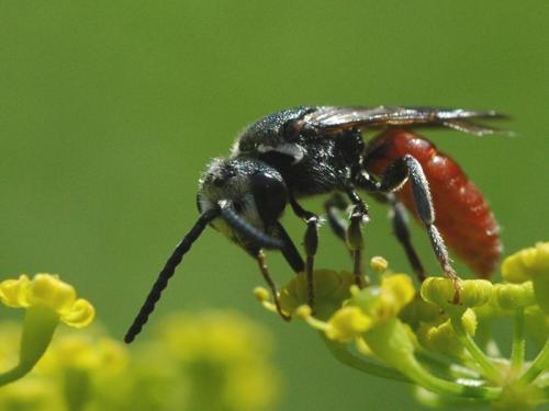 Sphecodes ruficrus