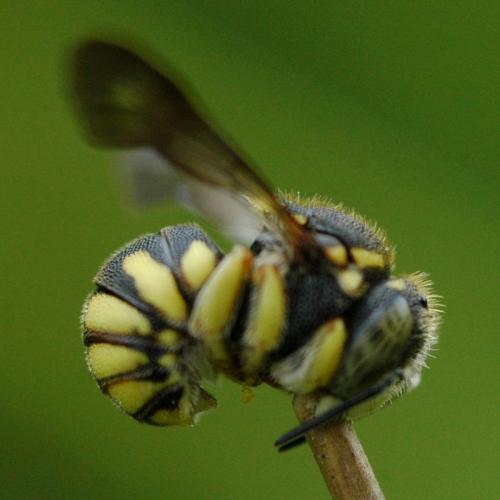 Réf. 36 041 : Anthidiellum strigatum