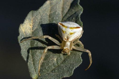 Réf. 36 637 : Thomisus onustus