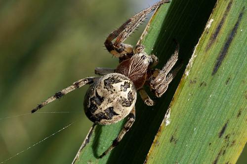 Larinioides cornutus