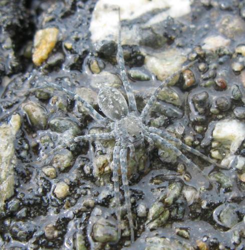 Pardosa wagleri